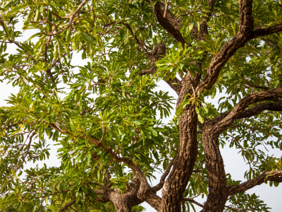 Arbre de karité - Article