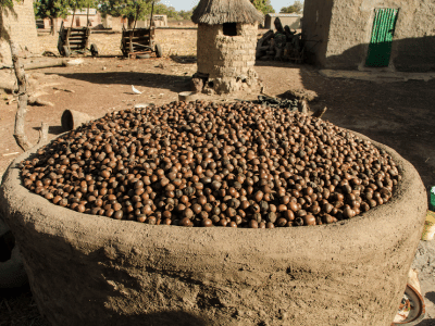 Triage fruits de karité - Article