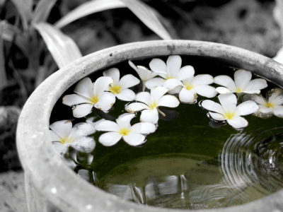 Macération des fleurs de tiaré dans l'huile de coprah
