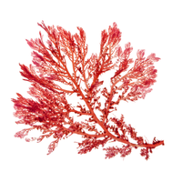 Alga-Gorria algue rouge contour des yeux bio Laboratoires de Biarritz