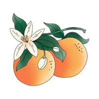 Eau de fleur d'oranger bio