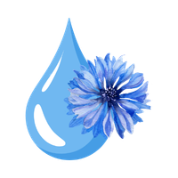 Eau florale de bleuet bio