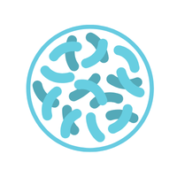 Probiotiques lactobacillus ferment