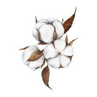 Huile de coton bio, huile visage peaux sensibles Minimaliste