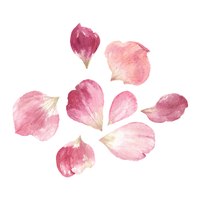 Huile de rose musquée bio, crème acide hyaluronique bio Minimaliste