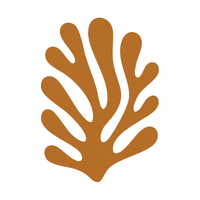 Laminaire de Neptune algue brune