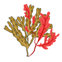 algues brune et rouge contour des yeux bio Laboratoires de Biarritz
